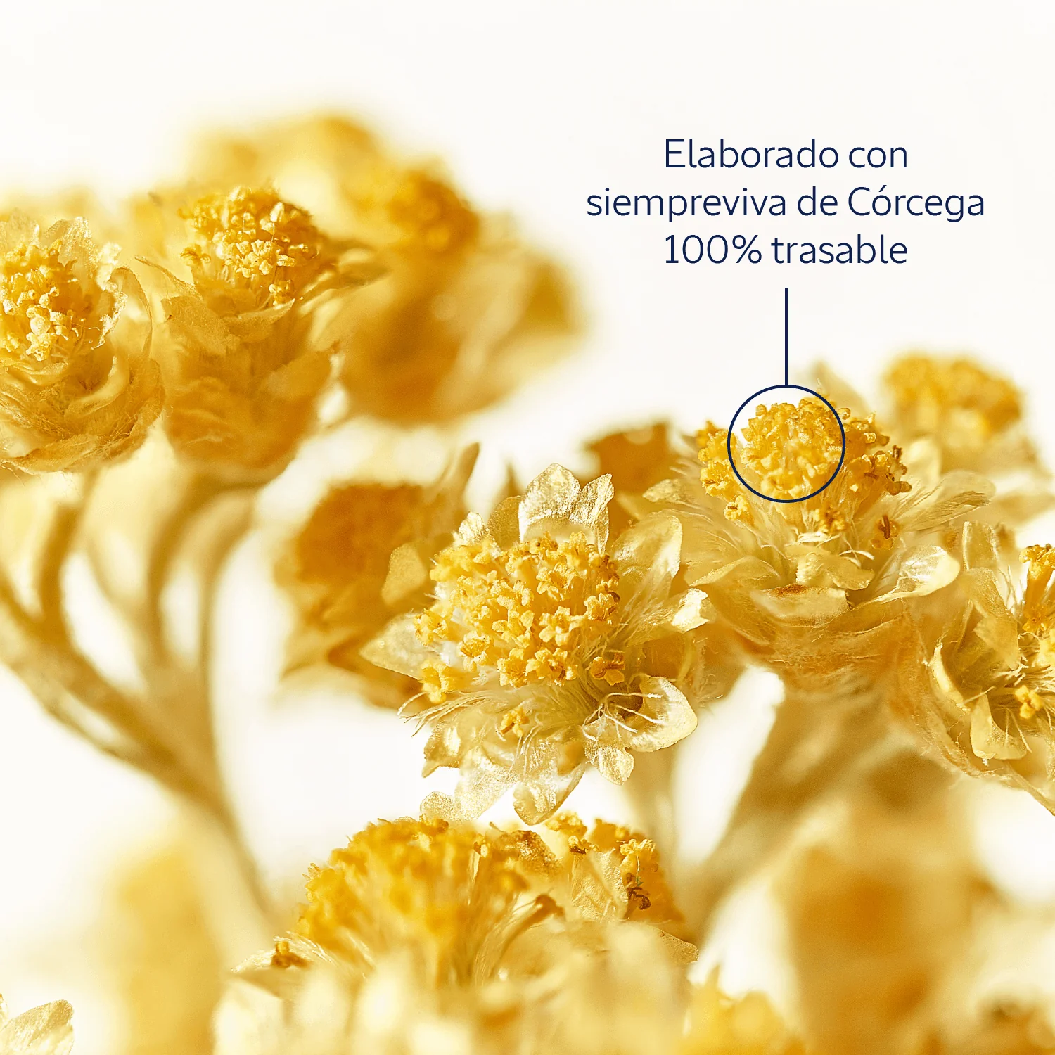 Crema hidratante Immortelle Divina 50ml - Image 7