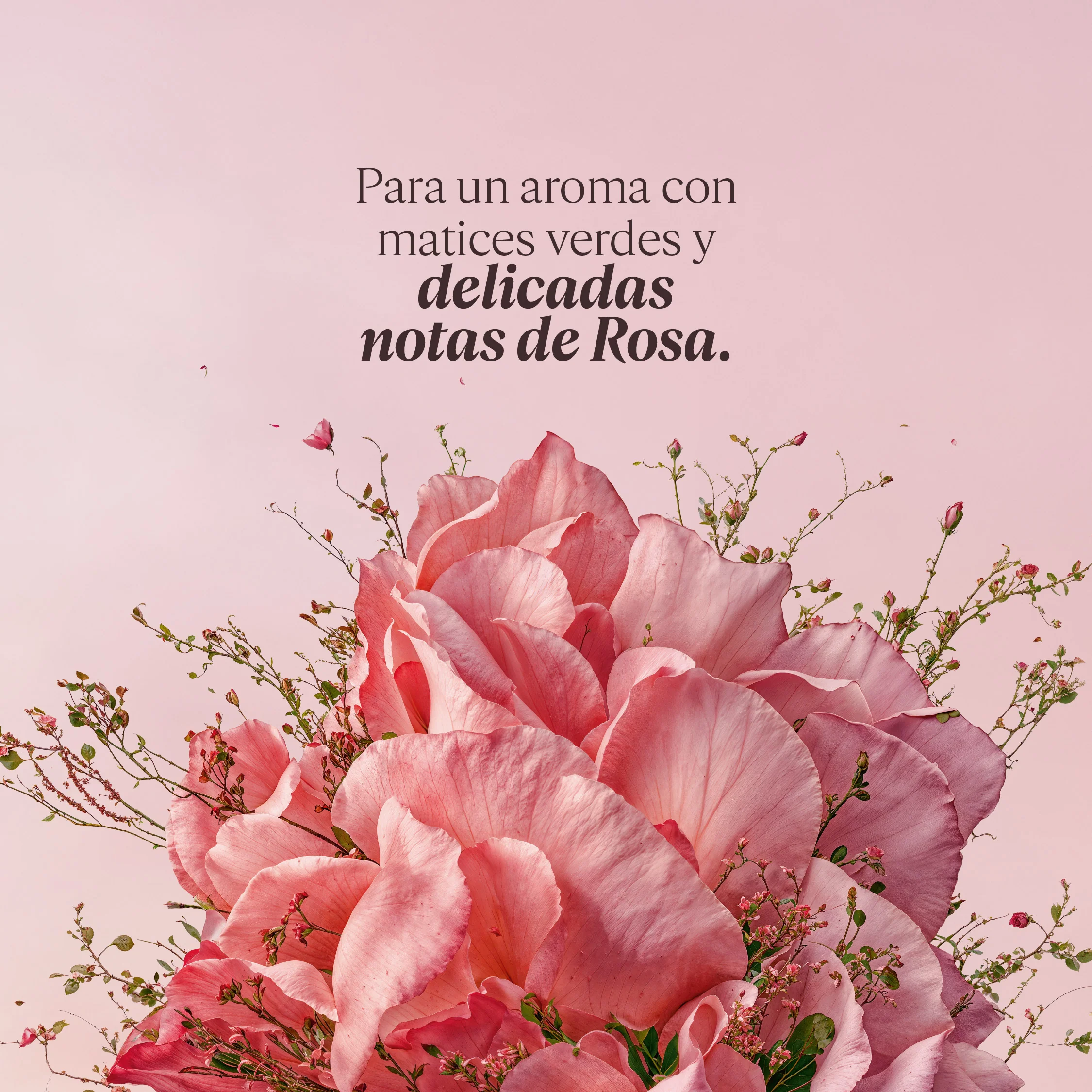 Gel de Ducha Rose (Antes Rosa) 250ml - Image 4