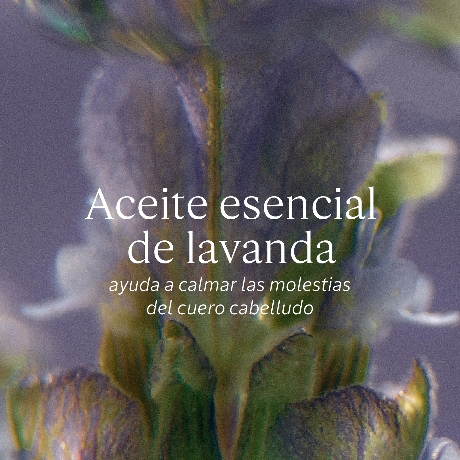 Shampoo Equilibrio y Suavidad 300ml - Image 7